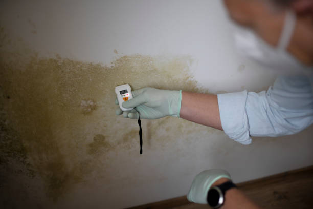 Best Post-Flood Mold Remediation in USA